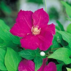 Clematis 'Ernest Markham' 7 Clematis 'Ernest Markham' -Garden Supplies Sale CLEM T59151 A h