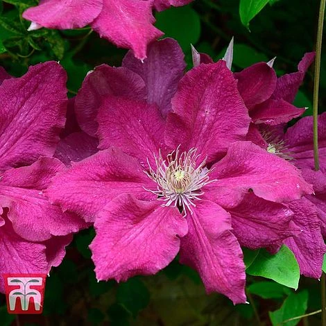 Clematis 'Ernest Markham' 2 Clematis 'Ernest Markham' - Image 2