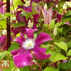Clematis 'Ernest Markham' 6 Clematis 'Ernest Markham' -Garden Supplies Sale CLEM T59151 D