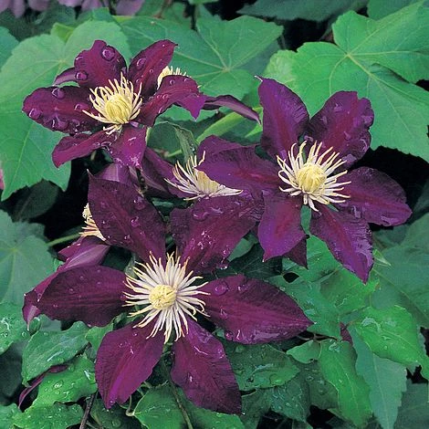 Clematis 'The Vagabond' 1 Clematis 'The Vagabond'
