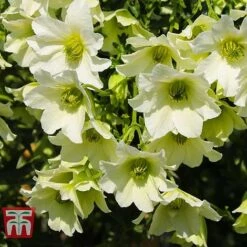 Clematis 'Early Sensation' -Garden Supplies Sale CLEM T59407 D