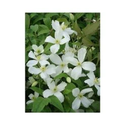 Clematis Montana 'Grandiflora' 15 Clematis Montana 'Grandiflora' -Garden Supplies Sale CLEM T66150 A h