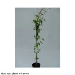 Clematis Montana 'Grandiflora' 14 Clematis Montana 'Grandiflora' -Garden Supplies Sale CLEM T66150 B h