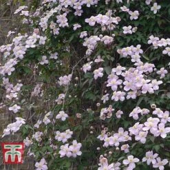 Clematis Montana 'Rubens' -Garden Supplies Sale CLEM T66151 B