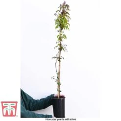 Clematis Montana 'Rubens' -Garden Supplies Sale CLEM T66151 C