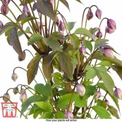 Clematis Montana 'Rubens' -Garden Supplies Sale CLEM T66151 D