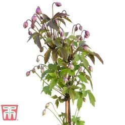 Clematis Montana 'Rubens' -Garden Supplies Sale CLEM T66151 E