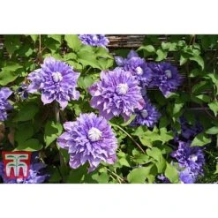 Clematis 'Multi Blue' 9 Clematis 'Multi Blue' -Garden Supplies Sale CLEM T66153 A