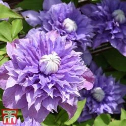 Clematis 'Multi Blue' 8 Clematis 'Multi Blue' -Garden Supplies Sale CLEM T66153 D