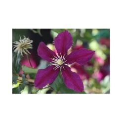 Clematis 'Niobe' -Garden Supplies Sale CLEM T66155 A h
