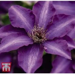 Clematis 'The President' -Garden Supplies Sale CLEM T66160 C