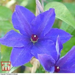 Clematis 'The President' -Garden Supplies Sale CLEM T66160 D