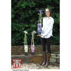 Clematis 'The President' -Garden Supplies Sale CLEM T66160 E