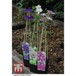 Clematis 'The President' -Garden Supplies Sale CLEM T66160 F