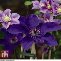 Clematis 'The President' -Garden Supplies Sale CLEM T66160 G