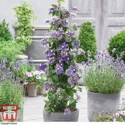 Clematis Florida 'Taiga' -Garden Supplies Sale CLEM T71512 B1