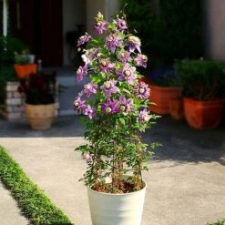 Clematis Florida 'Taiga' -Garden Supplies Sale CLEM T71512 B h