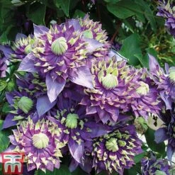 Clematis Florida 'Taiga' -Garden Supplies Sale CLEM T71512 E