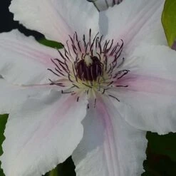 Clematis The Countess Of Wessex™ Evipo073 -Garden Supplies Sale CLEM T77115 B h