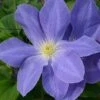 Clematis Diana's Delight&trade; Evipo026