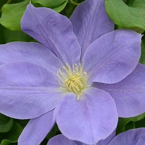 Clematis Diana's Delight™ Evipo026 2 Clematis Diana's Delight™ Evipo026 - Image 2