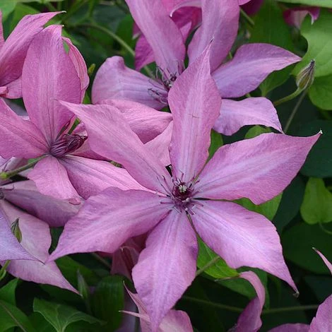 Clematis Giselle™ Evipo051 1 Clematis Giselle™ Evipo051