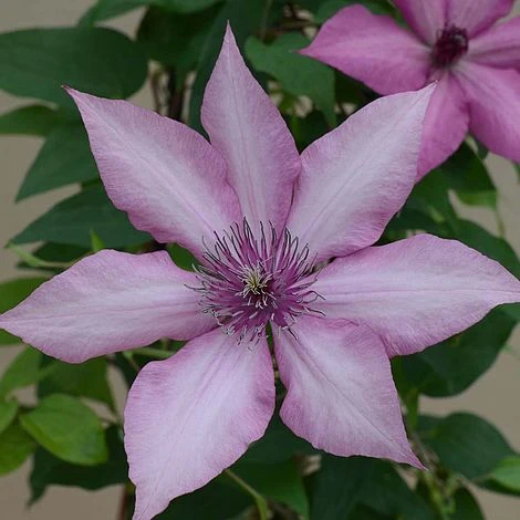 Clematis Giselle™ Evipo051 2 Clematis Giselle™ Evipo051 - Image 2