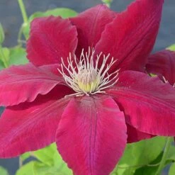 Clematis Rebecca™ Evipo016 -Garden Supplies Sale CLEM T77132 A h