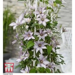 Clematis 'Samaritan Jo'™ Evipo075 -Garden Supplies Sale CLEM T77136 CC