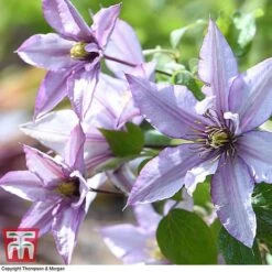 Clematis 'Samaritan Jo'™ Evipo075 -Garden Supplies Sale CLEM T77136 D