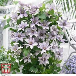 Clematis 'Samaritan Jo'™ Evipo075 -Garden Supplies Sale CLEM T77136 DD