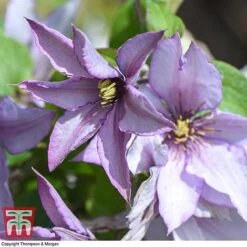 Clematis 'Samaritan Jo'™ Evipo075 -Garden Supplies Sale CLEM T77136 E