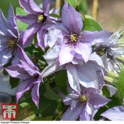 Clematis 'Samaritan Jo'™ Evipo075 -Garden Supplies Sale CLEM T77136 F