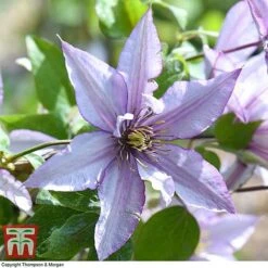Clematis 'Samaritan Jo'™ Evipo075 -Garden Supplies Sale CLEM T77136 G