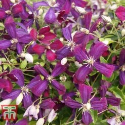 Clematis 'Sweet Summer Love' -Garden Supplies Sale CLEM T79781 C