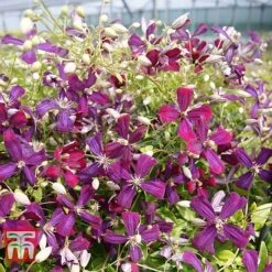 Clematis 'Sweet Summer Love' -Garden Supplies Sale CLEM T79781 F