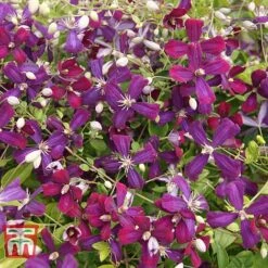 Clematis 'Sweet Summer Love' -Garden Supplies Sale CLEM T79781 G