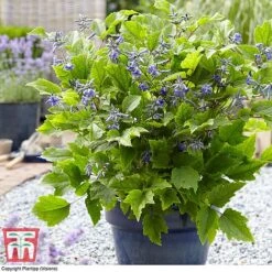 Clematis 'New Love' -Garden Supplies Sale CLEM TJ55647 B1