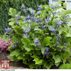 Clematis 'New Love' -Garden Supplies Sale CLEM TJ55647 C1