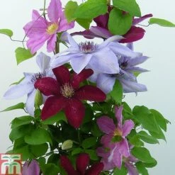 Clematis Trio Rebecca, Ooh La La, Bernadine