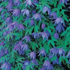 Clematis Macropetala -Garden Supplies Sale CLEM TKA0791 B