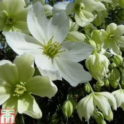 Clematis X Cartmanii 'Avalanche' -Garden Supplies Sale CLEM TKA0821 A