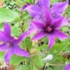 Clematis 'Guiding Promise'™ Evipo053