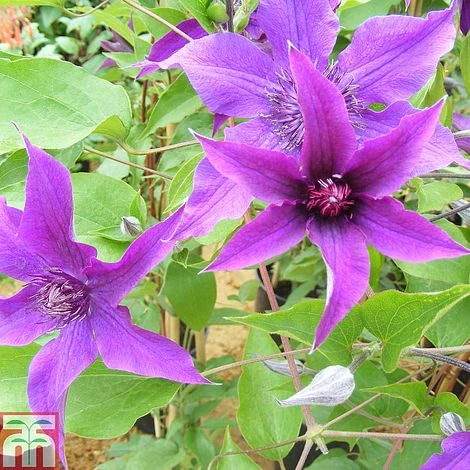 Clematis 'Guiding Promise'™ Evipo053 1 Clematis 'Guiding Promise'™ Evipo053