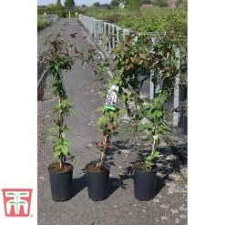 Clematis Montana Var. Rubens 'Tetrarose' 3 Clematis Montana Var. Rubens 'Tetrarose' -Garden Supplies Sale CLEM TKA3084 A