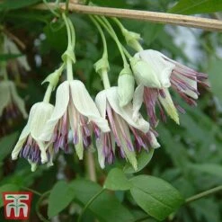 Winter Flowering Clematis Trio 6 Winter Flowering Clematis Trio -Garden Supplies Sale CLEM WKB4690 C