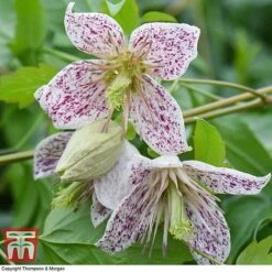 Winter Flowering Clematis Trio 7 Winter Flowering Clematis Trio -Garden Supplies Sale CLEM WKB4690 D