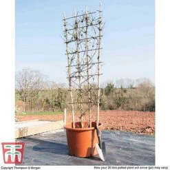 Clematis Montana 'Fragrant Springs' -Garden Supplies Sale CLEM WKB9227 L