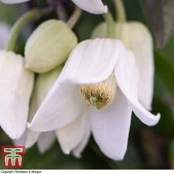Clematis Urophylla 'Winter Beauty' -Garden Supplies Sale CLEM p88973 D