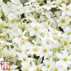 Clematis X Cartmanii 'Avalanche' -Garden Supplies Sale CLEM AVALANCHE T07295